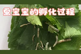 蚕宝宝孵化的观察👀记录视频封面