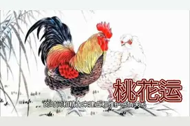 属鸡人的桃花运视频封面