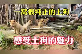 半山腰的小村庄发现一窝很纯正的土狗，来感受土狗的魅力