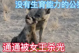狠毒的鬣狗女王，没有生育能力的公狗全被她杀光视频封面