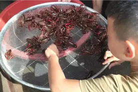 回农村第11天，爷爷在河里抓一大盆龙虾，2姐弟今天吃过瘾了视频封面