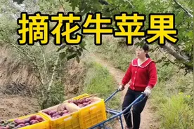跟父母摘花牛苹果，红彤彤苹果，口感是很甜的一个种类，不带酸味视频封面
