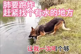 平背德牧跑了10公里.嘴里起白沫肺要跑炸，赶紧找个水沟喝起来