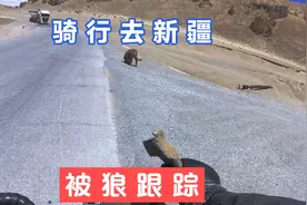 骑行219去新疆，路上碰到狼，被追了大半天，还好有车帮忙解围