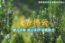 静心宁神，舒心养肝，疗愈纯音《淡香拂云》加长版视频封面