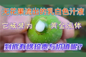 无花果流出的乳白色汁液，被称为黄金液体，到底有啥珍贵与价值呢