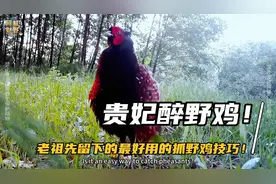 贵妃醉野鸡！老祖先最好用的抓野鸡技巧！每天靠此方法填饱肚子！