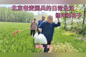北京老麦国兵去摘槐花，看谁能的很……视频封面