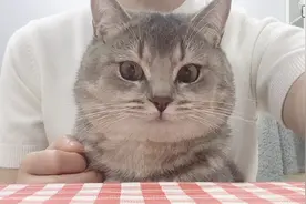 给猫看《猫和老鼠》，会是什么反应！