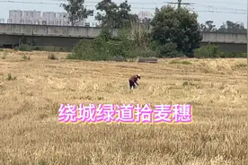 成都：快来拾麦穗了！绕城绿道麦田已收割，遗留下大量麦穗 冲啊视频封面