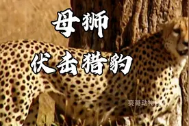 母狮偷袭猎豹，一口咬住了它的脊椎。猎豹最终能逃脱吗视频封面