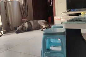 犯贱猫视频封面