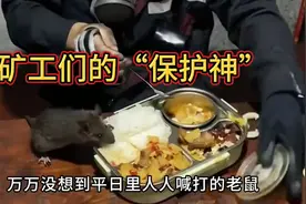 老鼠在矿工眼里竟然是“保护神”