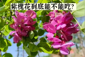 槐花一般分为洋槐、国槐及紫槐三种，其中的紫槐花能吃吗？视频封面