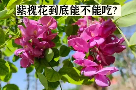 槐花一般分为洋槐、国槐及紫槐三种，其中的紫槐花能吃吗？视频封面