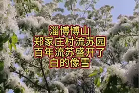 山东省淄博市博山区郑家庄村流苏园，百年流苏盛开了，白的像雪视频封面