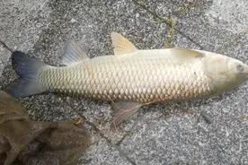 男人吃什么鱼可以壮阳？草鱼，黄鳝，泥鳅，鲫鱼。