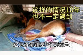 你们家里的德牧配完以后，都是多长时间生小狗，有没有66天才生的视频封面