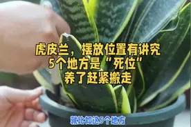 虎皮兰，摆放位置有讲究，5个地方是“死位”，养了赶紧搬走