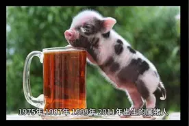 属猪的看进来，2025年属猪的将会迎来特别大的好运。