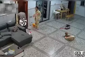 爸爸迎客被女儿扒掉裤子，慌乱之中秒反应提起，门外姑姑表情亮了视频封面