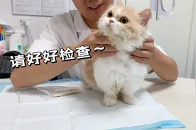 带猫猫去绝育，因为长得太可爱被大夫抓住猛吸！喵：请认真检查！视频封面