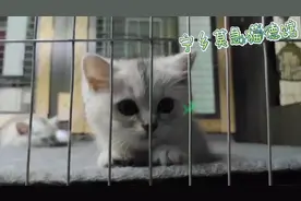 小猫换新环境怎么样快速融入环境避免应激及怎么样与原住民相处