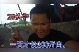 喂800斤草。20头牛就拉出700斤屎尿，800-700=100一天才长100斤肉