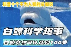 你敢信吗白鲸最长可以活到100岁
