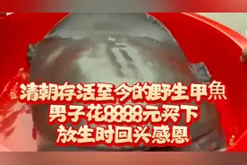 清朝存活至今的野生甲鱼，男子花8888买下，放生时回头感恩视频封面