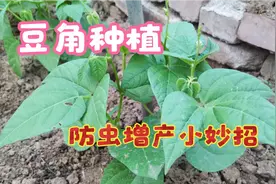 豆角生虫千万别喷药了，教你一招土办法轻松搞定，害虫死光光视频封面