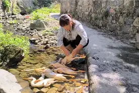 正宗的农村土鸭太抢手，拿来就一扫而空，辨别好鸭子的方法也简单