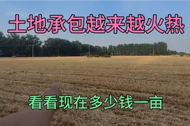 土地承包越来越火热，村里土地都承包出去了，看看现在多少钱一亩视频封面