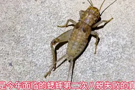 天牛蟋蟀小科普：这是今年面临的第二次蟋蟀八蜕失败的记录！视频封面