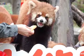 【小熊猫】饭来张口的迪迪崽视频封面