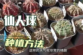 看看那些开花的仙人球！一朵朵小花太美啦！养几种勤花的品种！视频封面