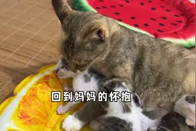 小猫竟然是被小花脸母性大发给叼走了 这下终于母女团聚了视频封面