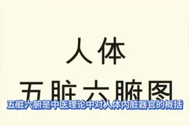 人体五脏六腑
