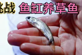 鱼友推荐开箱草鱼，在鱼缸能养大吗？原来广东人对草鱼误会这么深视频封面