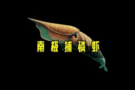 全球只有12艘捕虾船，有资格在南极捕磷虾，中国就占了4艘视频封面