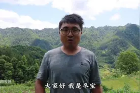 网红冬宝用洋姜叶子炒着吃冬宝宝妈吃得津津有味香园的