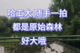 哈工大，坐校园巴士，随手一拍，都是原始森林，好大哦视频封面