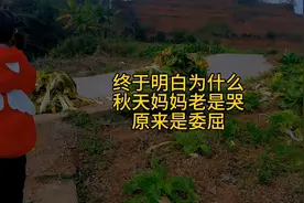 秋天阿婆说出了秋天妈妈老是哭的原因视频封面