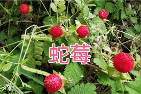 诱人的野果蛇莓有毒不好吃，却是一味好药材，药用价值高视频封面