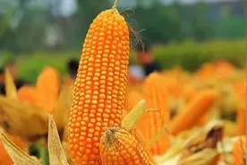 2023年最新国审玉米品种，株高2.4米、轴细粒长，亩产超2000斤视频封面