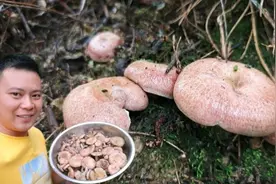 湖南湘西乌枞菌泛滥，外面卖80块一斤，大路边上都长满了，发财了视频封面