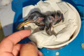 沙场拿回来的小翠鸟，开始“变态”发育，一天不见都有点不认识了
