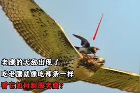 老鹰的天敌出现了，吃老鹰就像吃辣条一样，看它如何制服老鹰？视频封面