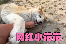 放假之前准备过户，还是有点小插曲没办成，回到营地老伴烙三样饼视频封面