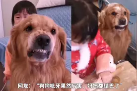 萌娃犯错金毛霸气护小主，“呲牙咧嘴”全程开启护娃模式